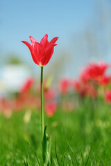 tulip flowers. plants in the city flower beds summer mood. bright colors close-up