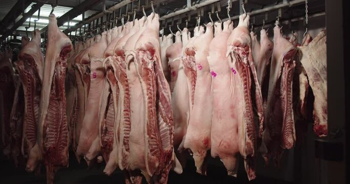 Pork carcasses hung on hooks in the freezer of the meat-packing plant