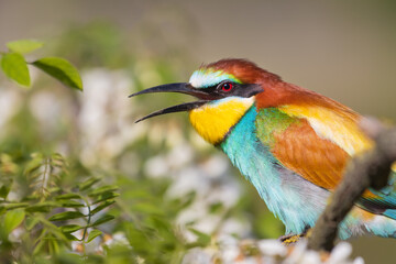 beautiful bird looking at the camera with a smile