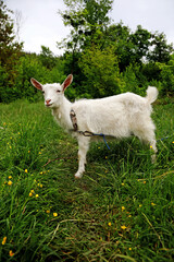 goats graze in the field