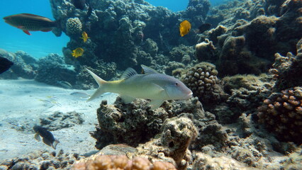 Obraz na płótnie Canvas Beautiful fish on the Red Sea reef.
