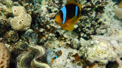 Fototapeta na wymiar Clown fish amphiprion (Amphiprioninae). Red sea clown fish.