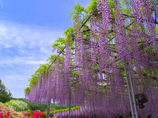 Japanese wisteria trellis with a blue sky (Ashikaga, Tochigi, Japan)