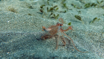 Big Blue Octopus (Octopus cyanea)
Octopus. Big Blue Octopus on the Red Sea Reefs.
The cyanea octopus, also known as the Big Blue Octopus or Day Octopus.
