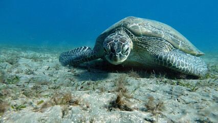 Obraz premium Big Green turtle on the reefs of the Red Sea.