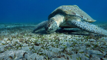 Obraz premium Big Green turtle on the reefs of the Red Sea.