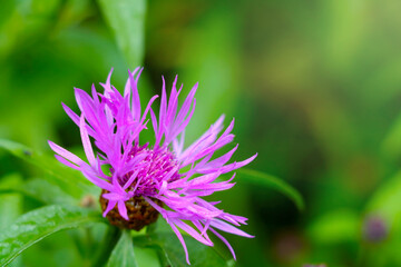 Close-up of a flowering cornflower in a meadow in the spring.