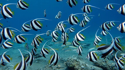 Fototapeta na wymiar Butterfly fish. Schooling kabouba - Scholing bannerfish - Heniochus diphreutes (family Chaetodontidae) - grows up to 18 cm. Representatives of this genus of the bristle-toothed family have an elongate