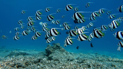 Fototapeta na wymiar Butterfly fish. Schooling kabouba - Scholing bannerfish - Heniochus diphreutes (family Chaetodontidae) - grows up to 18 cm. Representatives of this genus of the bristle-toothed family have an elongate