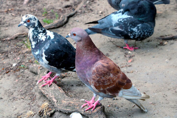 Close-up of beautiful pigeons. The city's popular bird is the pigeon. A symbol of peace.