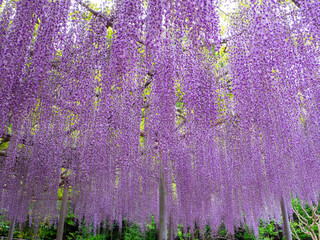 Japanese wisteria trellis (Ashikaga, Tochigi, Japan)