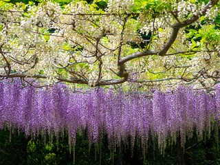 White and purple Japanese wisteria trellis (Karasawayama, Tochigi, Japan)