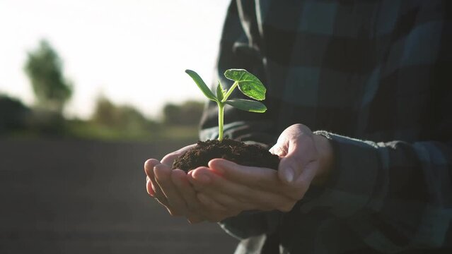 agronomist gardener planting seedlings of young greenery hands planting a green plant in prepared soil, plantation vegetable garden land farming agriculture, farmer in shirt on plantation land
