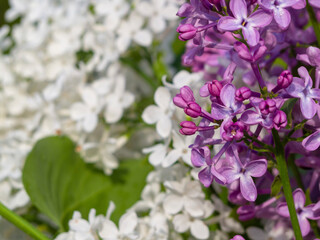Fototapeta na wymiar Luxurious lilac bushes bloom in spring. Lilac flowers close-up. Spring floral background with space for text