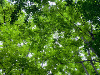 Fototapeta na wymiar green leaves and sun