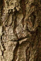 the surface of the tree resembling the face, the bark of a tree