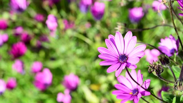 White Pink Daisy flower, garden in Corsica, France, Europe.
4k video with copy space