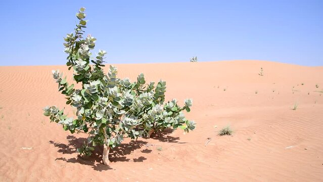 Footage of the Sodom Apple Shrub, an evergreen shrub, swaying gracefully with the desert winds amidst red sand dunes and a clear blue sky in the United Arab Emirates, Middle East, Arabian Peninsula.