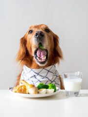 golden retriever dog eating at table