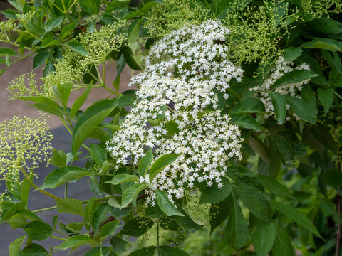 Holunderbl&uuml;te im Fr&uuml;hling im Garten