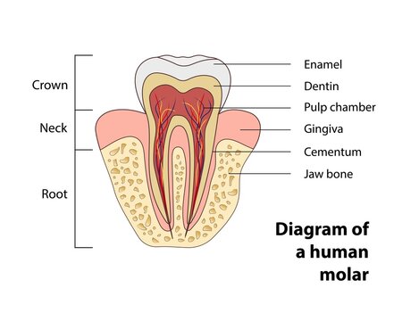 Diagram of a human molar showing its major constituents