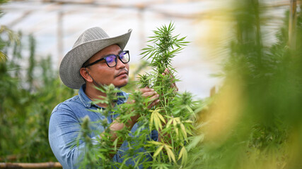 Young innovative farmer inspecting cannabis plants in greenhouse. Business agricultural cannabis farm