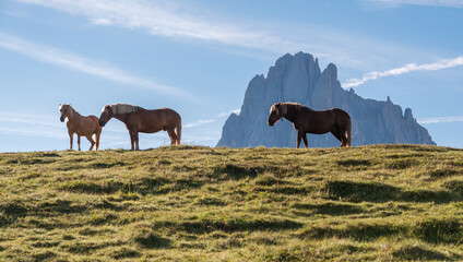 Horses at Alpe di Siusi in the Italian Dolomites