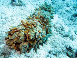 Sea cucumber ly on the bottom of red sea