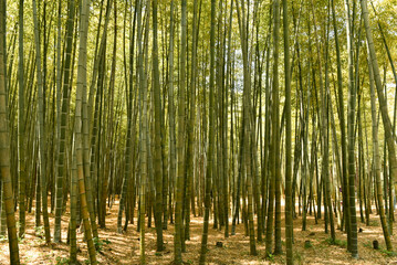Green and beautiful bamboo forest in Korea