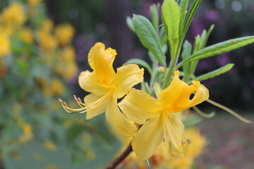 Fototapeta na wymiar Yellow rhodendron flower in early summer morning