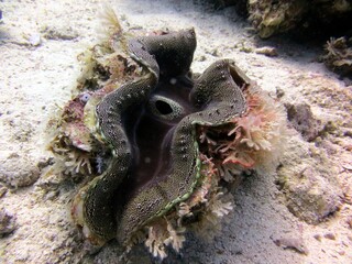 giant clam of the red sea, Egypt