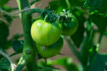日差しを浴びて成熟中のトマト