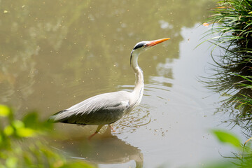 水辺のアオサギ