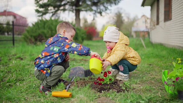 Boy and girl kids water plants in spring in the garden. The family team is engaged in gardening and growing flowers.