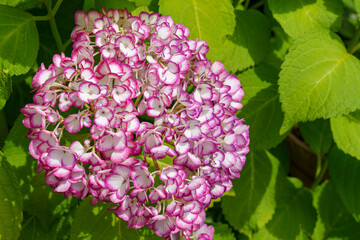 きれいな紫陽花