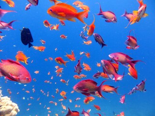 red sea fish and coral reef