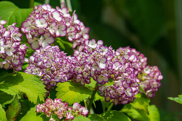 きれいな紫陽花