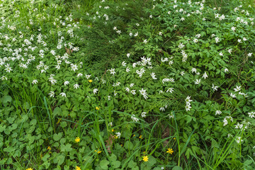 spring background of grass and white wood anemone