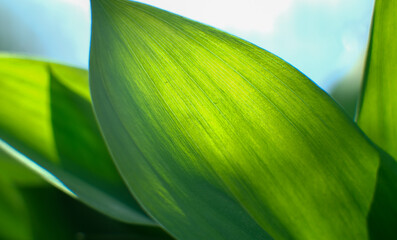 A large green leaf shines through in sunlight. 