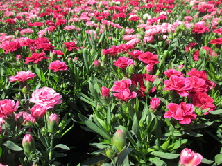 Fototapeta premium 春の花壇に美しく咲き誇る、色とりどりの美しいカーネーション