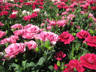 春の花壇に美しく咲き誇る、色とりどりの美しいカーネーション