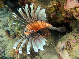 lionfish of the red sea