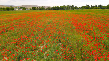 field of poppies in the field