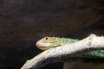 un lézard sur la branche