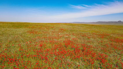 Zelfklevend Fotobehang poppy field in the field © elaman