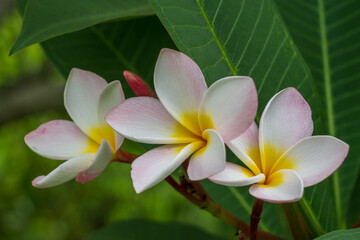 Fototapeta na wymiar Closeup view of fresh and delicate pink white and yellow fragrant flowers of frangipani aka plumeria tropical tree isolated on natural outdoor background in garden