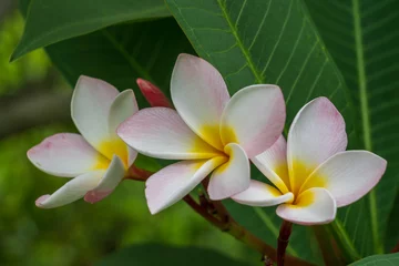 Deurstickers Closeup view of fresh and delicate pink white and yellow fragrant flowers of frangipani aka plumeria tropical tree isolated on natural outdoor background in garden © Cyril Redor
