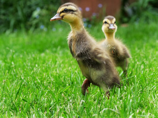 Chick ducklings in a private garden of a private home