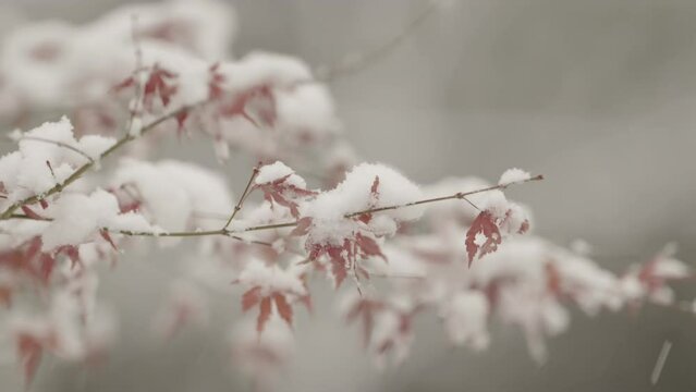 Fall ends, winter begins, autumn leaves that snow fall on are moving