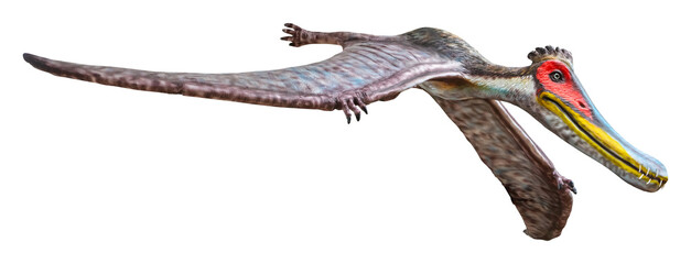 Cearadactylus is a genus of large anhanguerid pterodactyloid pterosaurs from the Early Cretaceous...